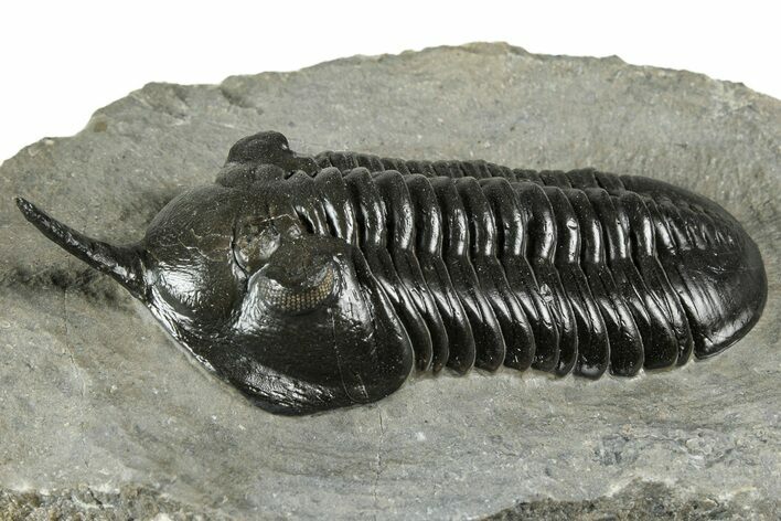 Morocconites Trilobite Fossil - Top Quality Specimen #355770